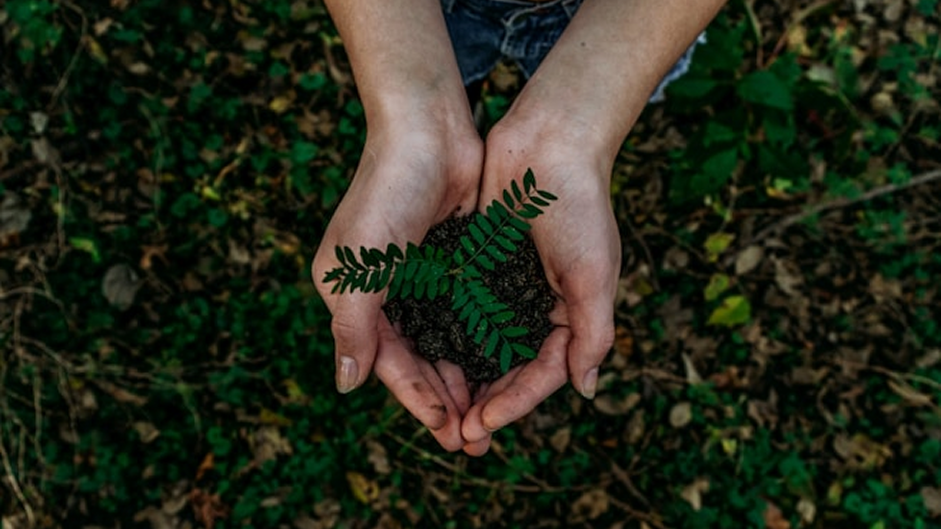 Bachelor of Science in Sustainability and Green Economy